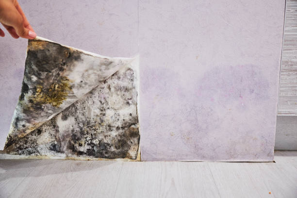 Best Basement Mold Remediation in Streetsboro, OH